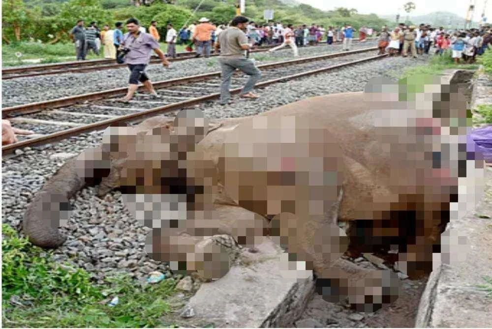 Tujuh gajah liar mati selepas dirempuh kereta api di Assam, India. Foto: Animal Saviors