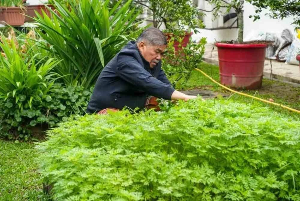 Mohamad menunjukkan sebahagian hasil tanaman di sekeliling kediamannya.