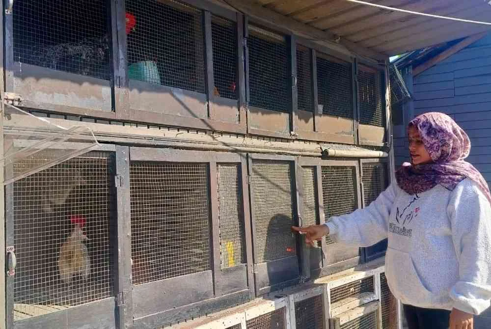 Idawati menunjukkan reban bertingkat dibina suaminya untuk ayam ternakan mereka.