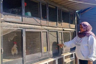 Idawati menunjukkan reban bertingkat dibina suaminya untuk ayam ternakan mereka.