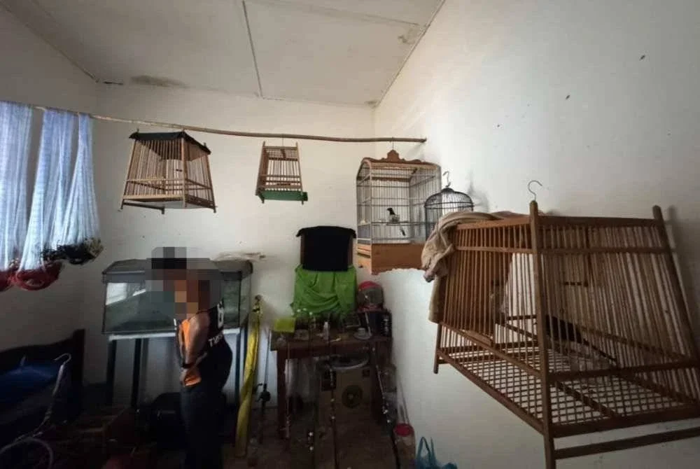 Antara spesies burung bernilai tinggi yang dirampas Perhilitan dengan kerjasama PGA di kawasan rumah ladang di Gua Musang, Kelantan Ahad lalu. - Foto Perhilitan