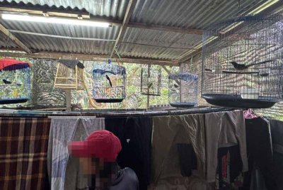 Antara spesies burung bernilai tinggi yang dirampas Perhilitan dengan kerjasama PGA di kawasan rumah ladang di Gua Musang, Kelantan Ahad lalu. - Foto Perhilitan