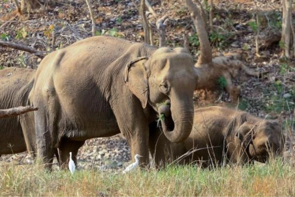 Kira-kira 40 ekor gajah dikesan bergerak dalam beberapa kumpulan di kawasan hutan sekitar daerah Ramgarh dan Bokaro. - Gambar hiasan 