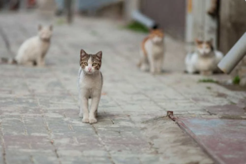 Memberi makan kucing bukan satu kesalahan, malah ia satu perbuatan yang wajar dipuji. Gambar hiasan 123rf. 