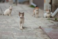 Memberi makan kucing bukan satu kesalahan, malah ia satu perbuatan yang wajar dipuji. Gambar hiasan 123rf. 