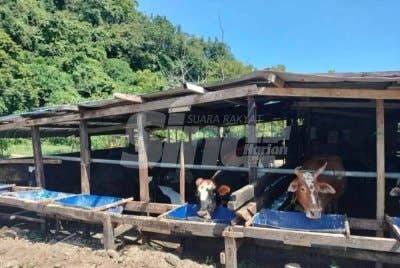 Kandang tidak berlesen yang menempatkan lebih 10 ekor lembu di Changkat Bukit Gambir.