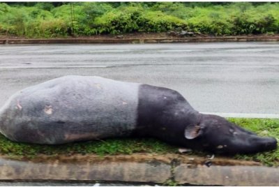Tapir jantan yang ditemui mati dilanggar di Jalan Kuala Terengganu–Kuantan berdekatan gerai jualan lemang di Kijal hari ini. - Foto: Bernama