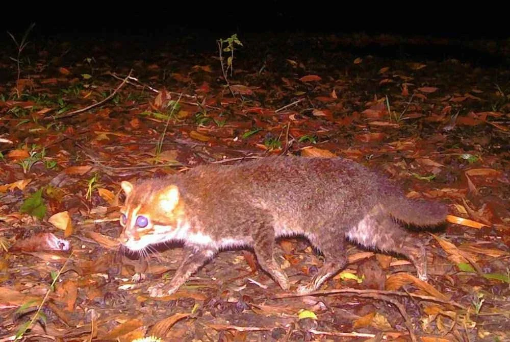 Seekor kucing bertopeng rata yang dianggap pupus hampir tiga dekad lalu, ditemui semula di Hutan Simpan Hidupan Liar Puteri Sirindhorn di selatan Thailand. Foto: AFP