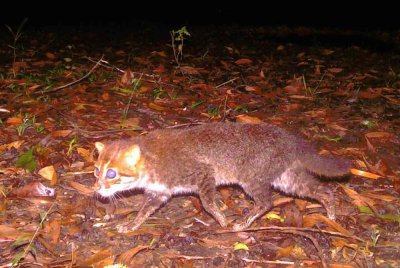 Seekor kucing bertopeng rata yang dianggap pupus hampir tiga dekad lalu, ditemui semula di Hutan Simpan Hidupan Liar Puteri Sirindhorn di selatan Thailand. Foto: AFP