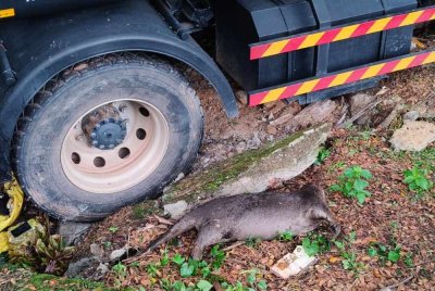 Memerang didakwa punca kemalangan dua lori di Lebuh AMJ Paya Rumput pada awal pagi Sabtu. Foto IPD Melaka Tengah