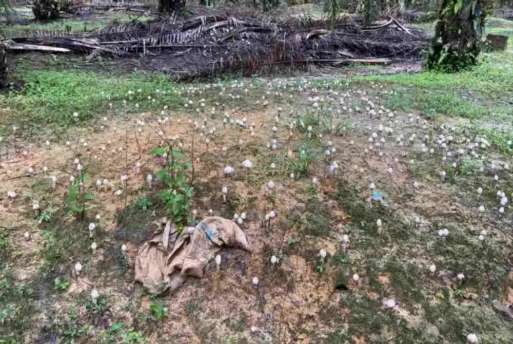 Cendawan busut lazimnya tumbuh di kawasan ladang kelapa sawit yang sejuk dan tanah yang sesuai, selain bergantung sepenuhnya kepada benih semula jadi.