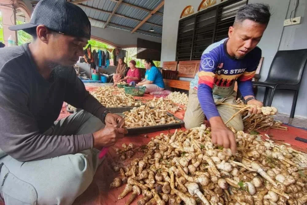 Permintaan terhadap cendawan busut sangatlah tinggi menyebabkan ada peraih dari luar kawasan termasuk dari Selangor dan Kuala Lumpur sudah bersedia menunggu bekalan sebaik sahaja musim bermula.