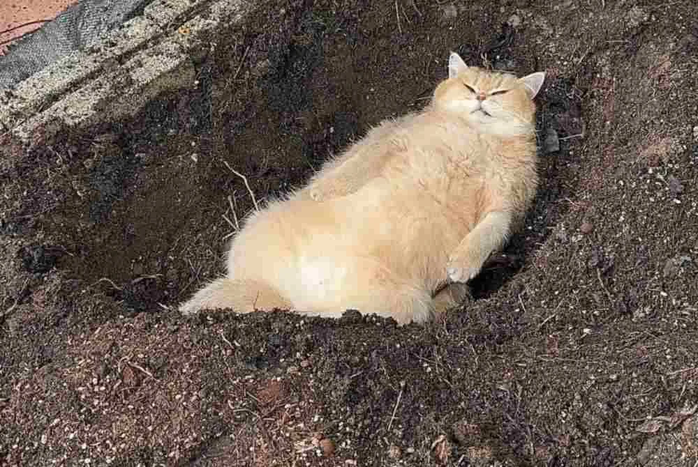 Berita mengenai Jellybean dikongsikan Johan menerusi Instagram pada Isnin.