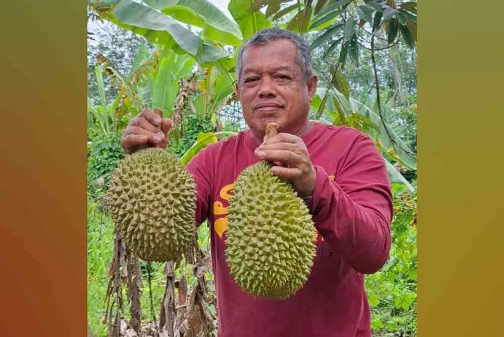 Khaidir Ahmad menunjukkan buah durian musang king yang ditanam. Foto FB Khaidir Ahmad 