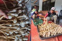 Mohd Saiful (kanan) bersama rakan melakukan proses pengasingan cendawan busut untuk dijual kepada peraih ketika ditemui di kediamannya di Felda Gunung Besout 2 pada Sabtu.