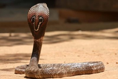 Kematian seorang kakitangan sekolah di Tamil Nadu disangka akibat gigitan ular rupanya pembunuhan terancang oleh dua anak lelakinya untuk insurans. Foto Agensi