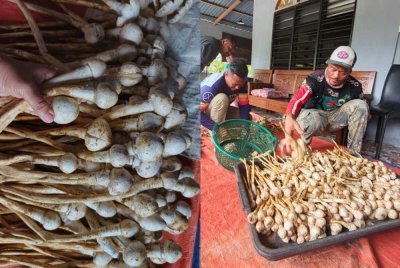 Mohd Saiful (kanan) bersama rakan melakukan proses pengasingan cendawan busut untuk dijual kepada peraih ketika ditemui di kediamannya di Felda Gunung Besout 2 pada Sabtu.