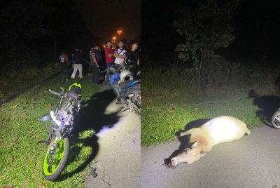 Kejadian kemalangan membabitkan dua motosikal dan seekor lembu di Lebuh AMJ Serkam di sini lewat malam Ahad. - Foto IPD Jasin
