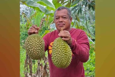 Khaidir Ahmad menunjukkan buah durian musang king yang ditanam. Foto FB Khaidir Ahmad 