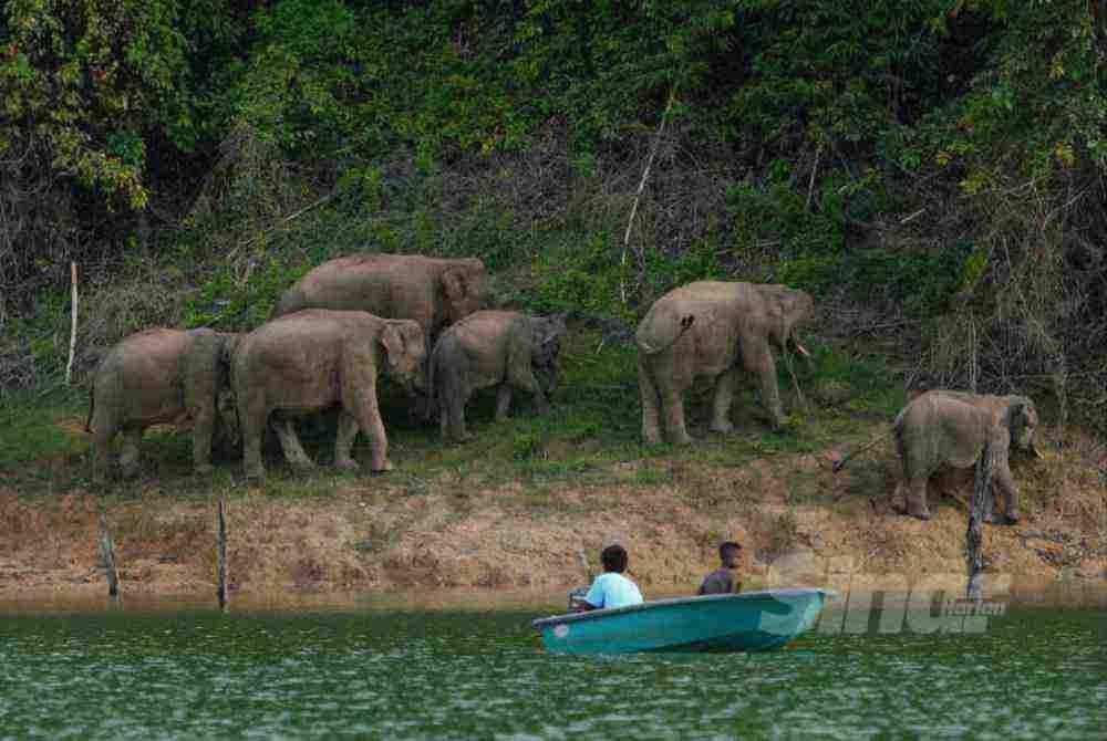 Momen 'rare' dirakam lensa Sinar Harian memaparkan gajah liar di tepi Tasik Taman Negeri Royal Belum, Perak.