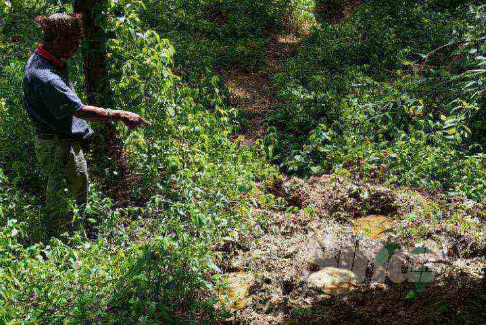Arof membawa kru Sinar Harian ke dalam hutan di belakang rumahnya bagi melihat sendiri kesan tapak kaki gajah yang masih baharu.