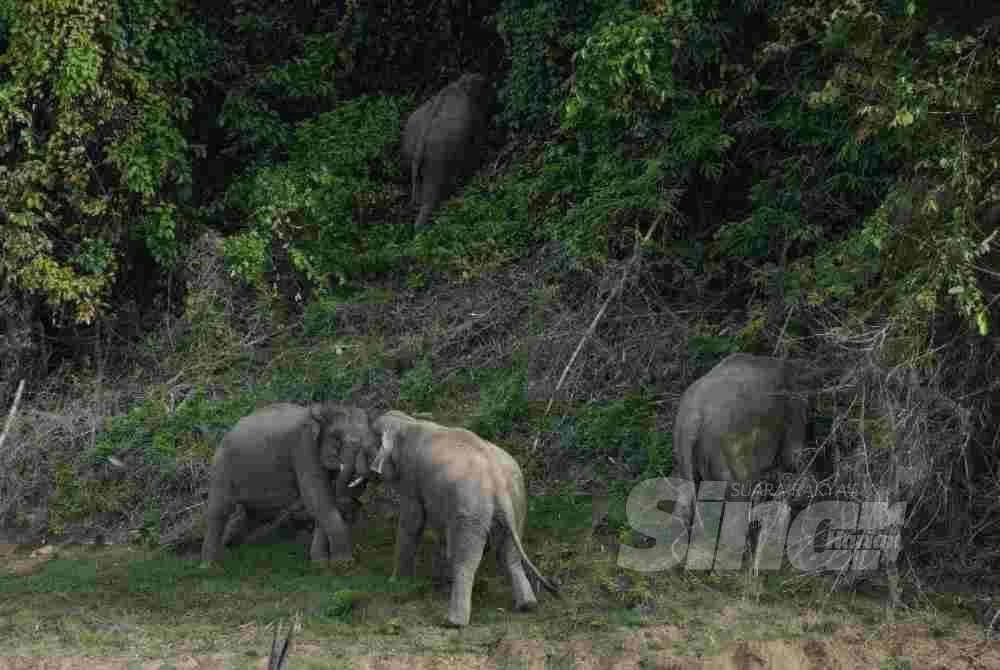Dua ekor gajah liar 'bergurau' ketika sedang mencari makanan di tepi tasik.