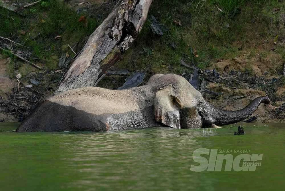 Seekor gajah liar 'belanja' momen mandi-manda.
