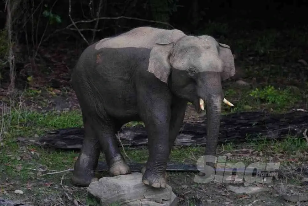 Kehadiran pengunjung tidak membuatkan gajah liar bertindak agresif, sebaliknya sempat 'pose' bergambar di atas batu.