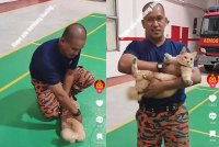 Oyen dikatakan sesat hingga ke Balai Bomba Sekinchan.