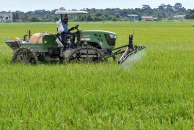 Isu pesawah lewat menerima baja bersubsidi bukan perkara baharu tetapi kebimbangan yang sering dibangkitkan kumpulan itu setiap kali tiba musim. Foto hiasan/Bernama