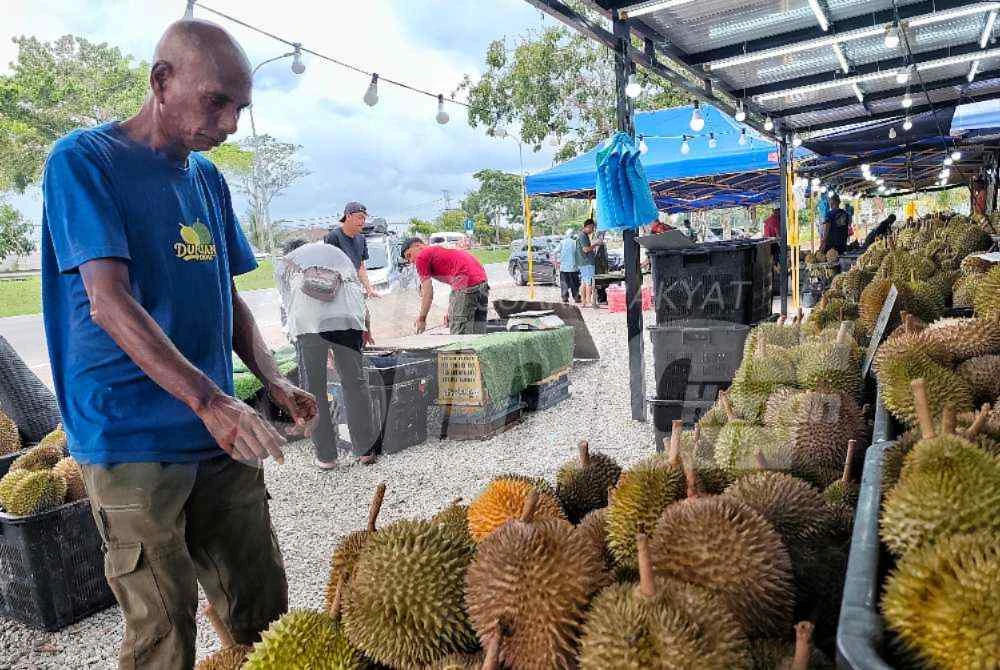 Durian kampung tetap mendapat pilihan daripada pengemar raja buah itu.