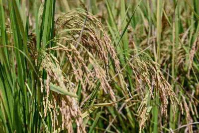 NAFAS memberi jaminan isu kelewatan pembekalan baja bersubsidi kepada pesawah akan ditangani sebaik mungkin.
