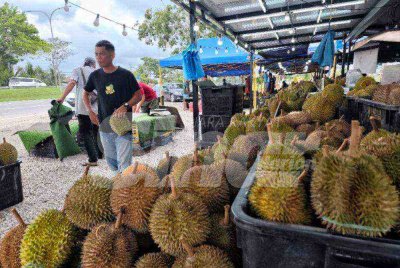 Jeo memaklumkan durian kampung mengalami penurunan harga sehingga RM10 sekilogram berbanding sebelum ini dijual pada harga RM15. 