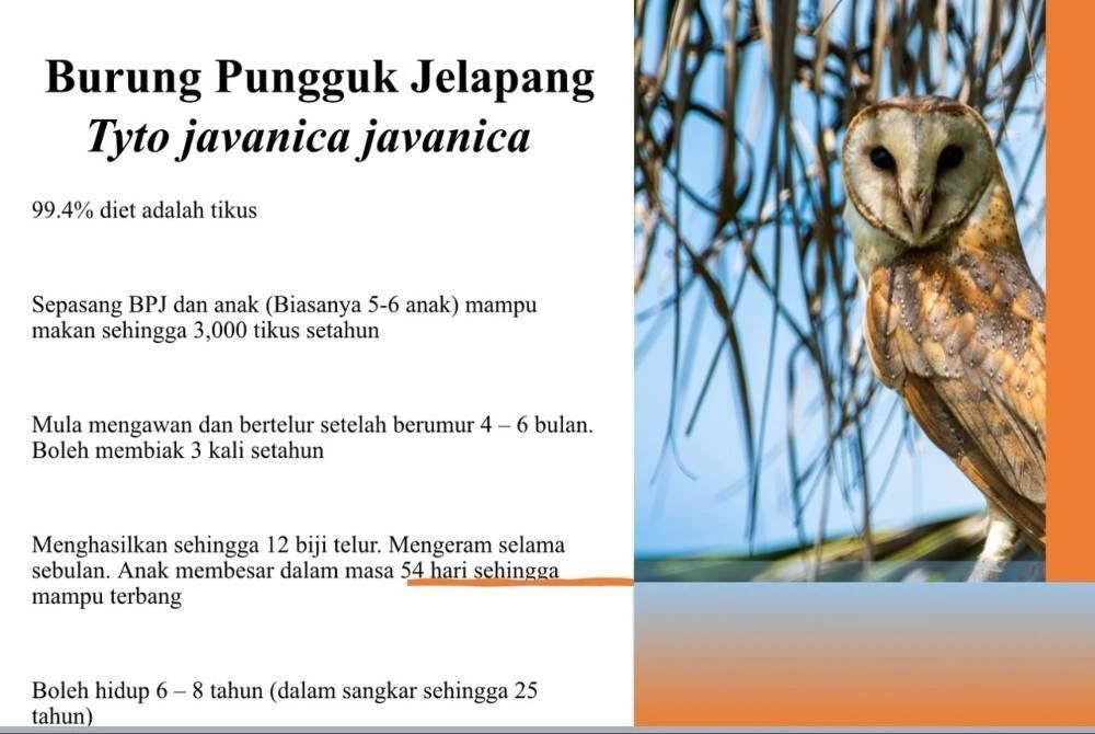 Kitaran hidup pungguk jelapang.