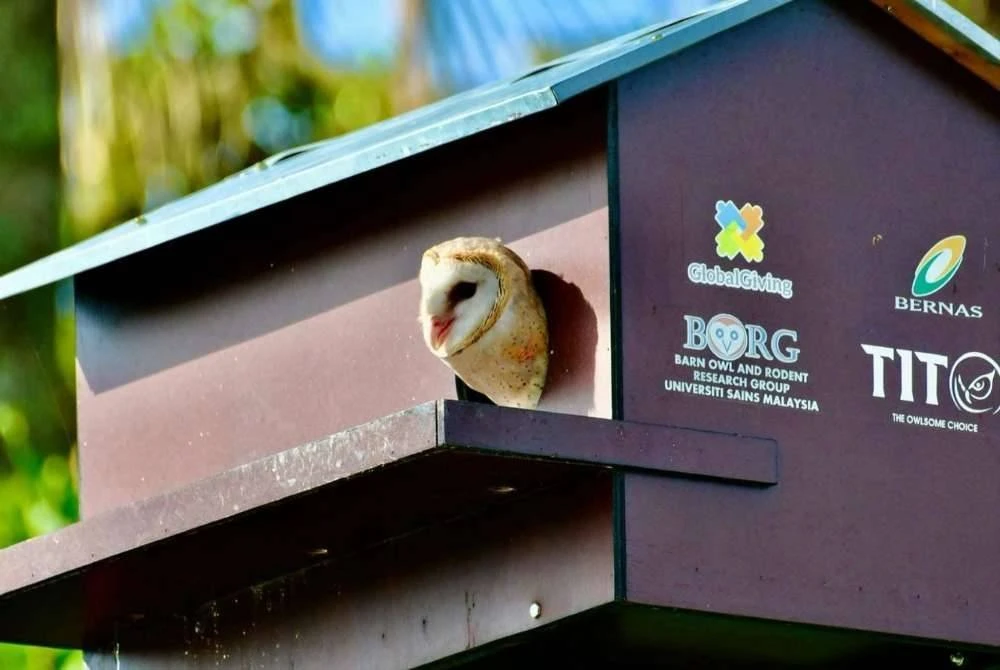 Pungguk jelapang berada di dalam sarang buatan.