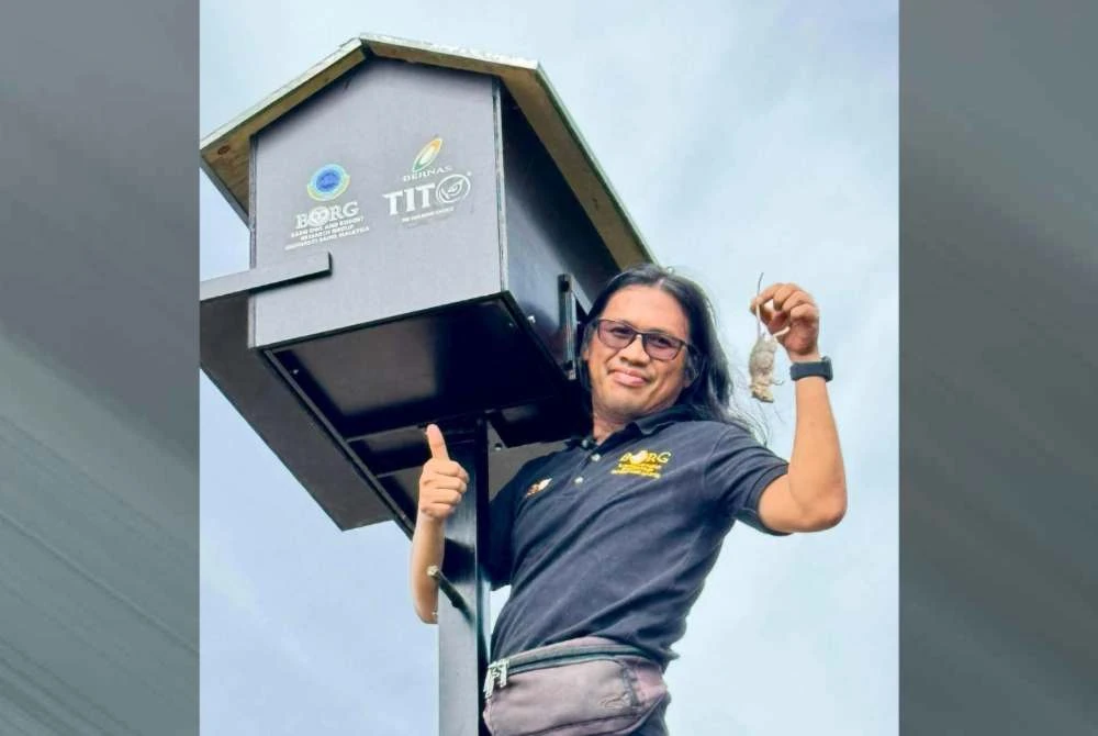 Hasber menunjukkan tikus sawah yang ditemukan dalam kotak sarang pungguk jelapang.