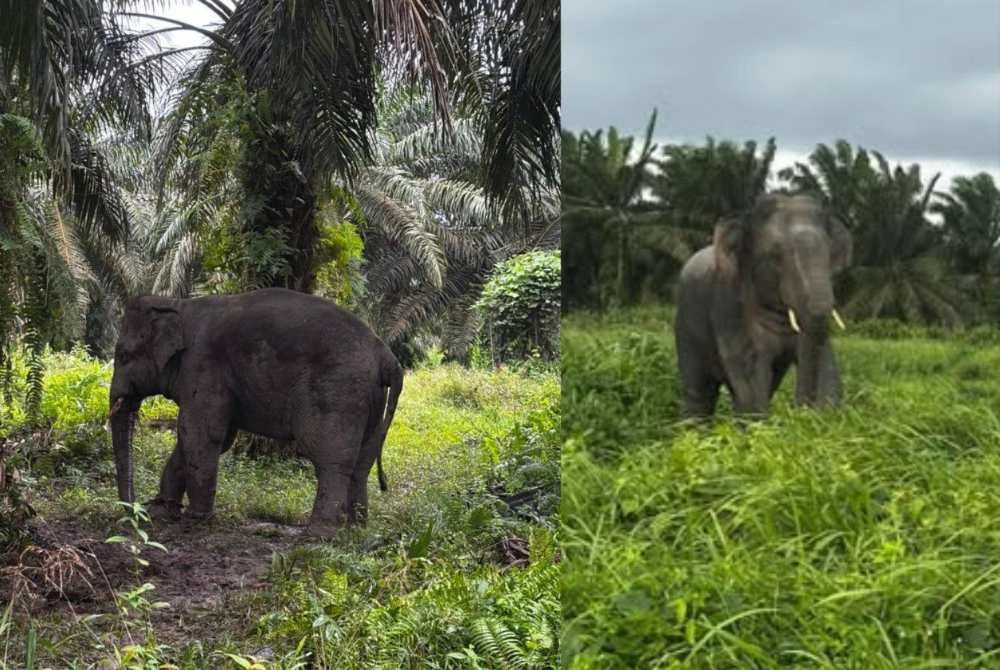 Perhilitan tangkap dua gajah liar ceroboh kawasan ladang