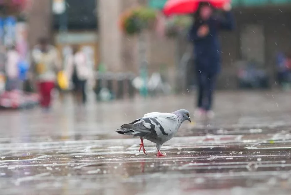 Hujan berterusan dijangka berlaku di Kelantan dan Terengganu bermula 5 hingga 8 Januari. Foto hiasan