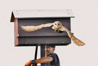 Pungguk jelapang pantas menyerang tikus di kawasan sawah.