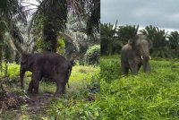 Foto Perhilitan Johor