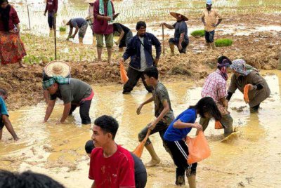 Orang ramai bermandi lumpur untuk menggagau ikan.