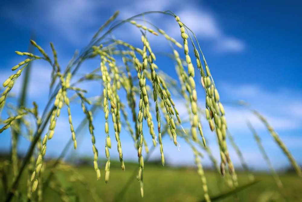 KPKM akan memastikan kesinambungan pembekalan bagi mengelakkan gangguan bekalan baja kepada pesawah. - Foto Bernama
