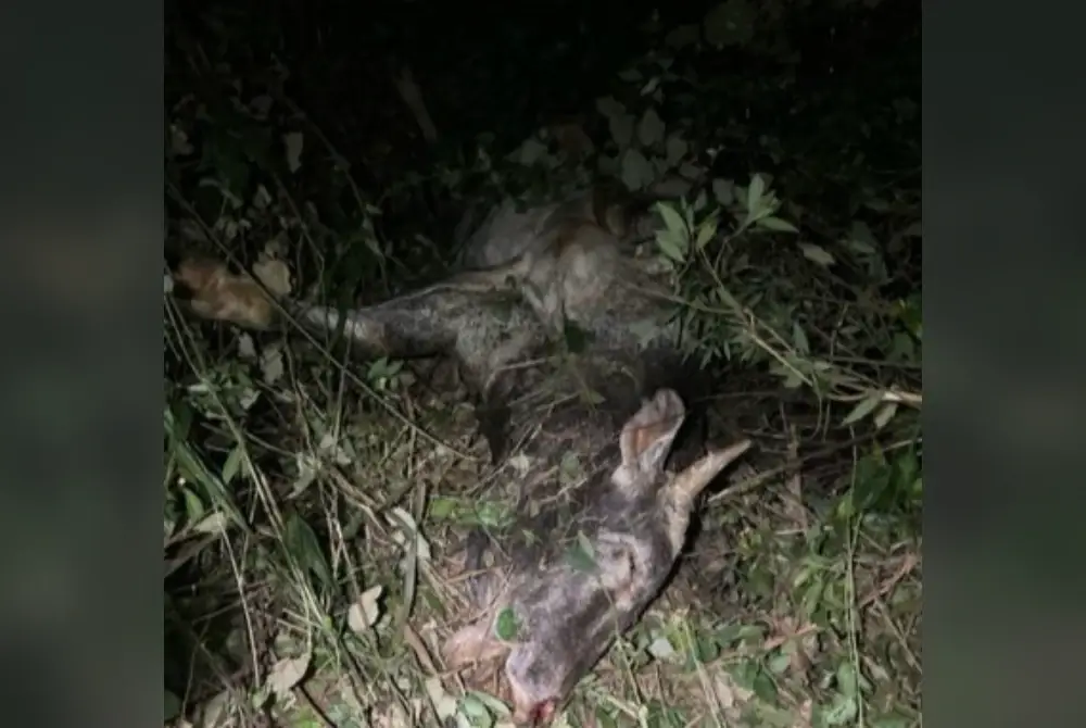 Kemalangan dipercayai berlaku selepas Mitsubishi Triton melanggar seekor kerbau yang melintas jalan.