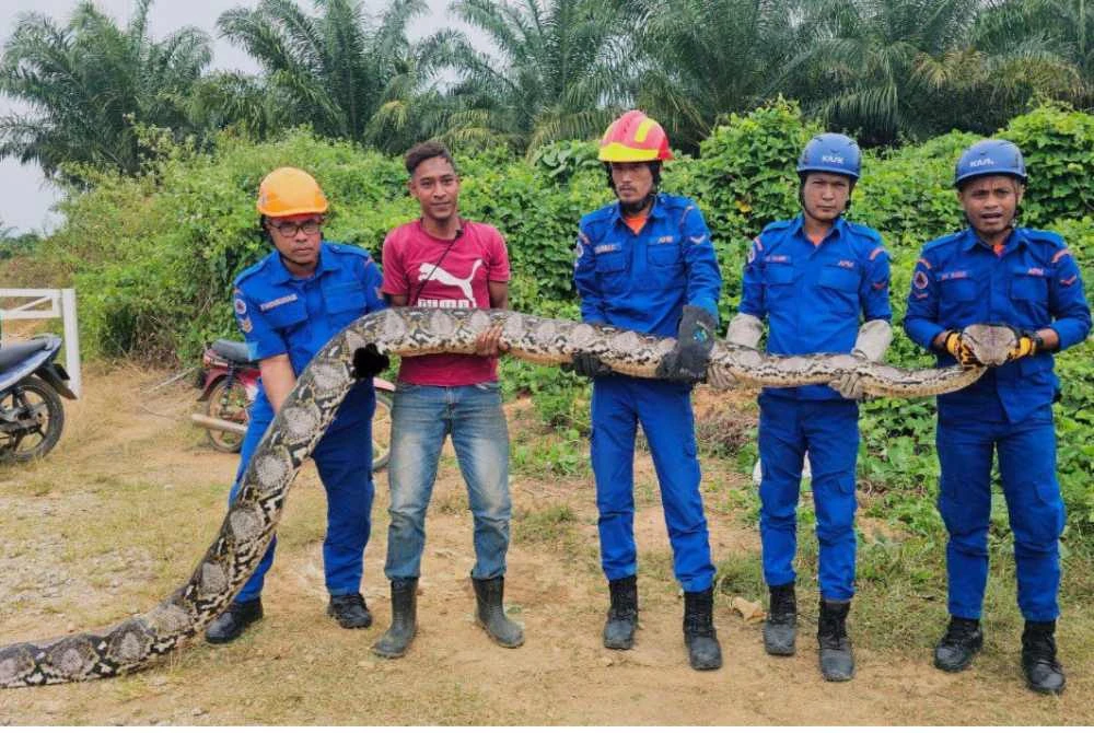 Ular sawa tersebut dibawa ke PKOD Baling sebelum diserahkan kepada pihak berkuasa berkaitan untuk tindakan lanjut.