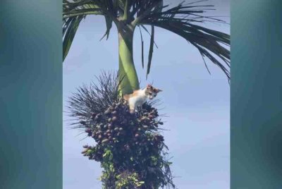 Seekor kucing disifatkan warganet buat perangai memanjat pokok pinang dalam kejadian pada Rabu lalu. Foto Pembaca