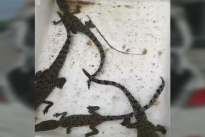 Antara buaya tembaga yang dirampas dalam operasi bersepadu dijalaankan.