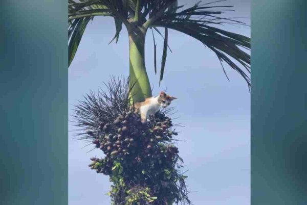 Seekor kucing disifatkan warganet buat perangai memanjat pokok pinang dalam kejadian pada Rabu lalu. Foto Pembaca