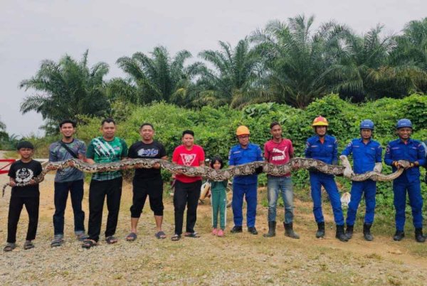 Seekor ular sawa gergasi sepanjang kira-kira tujuh meter berjaya ditangkap di sebuah ladang sawit di Kampung Sera, Baling pada Ahad. Foto APM Baling