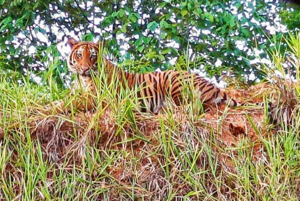 Seekor harimau belang yang berada diatas bukit di Kampung Bantal dirakam selepas melihat haiwan itu melintas pada Sabtu. Foto Ihsan Muhammad Syazwi.