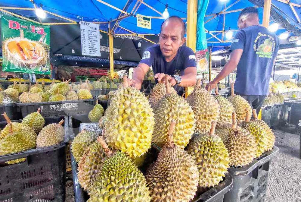Nik Mazlan memaklumkan minggu ini tempoh paling sesuai untuk orang ramai mendapatkan durian Musang King susulan penurunan harga mendadak di pasaran. 